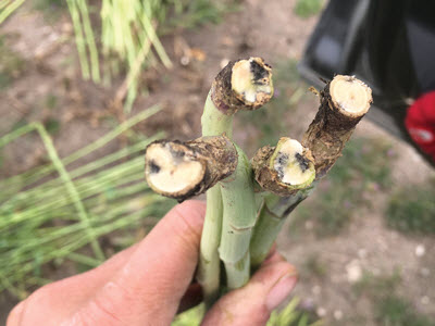 canola plant showing signs of Blackleg infection