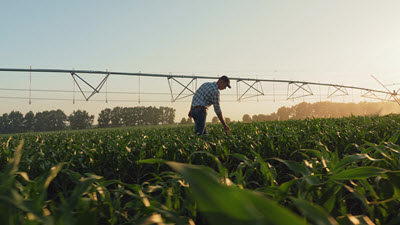 man walking through irrigated corn field