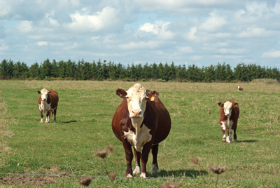 three cows in a field