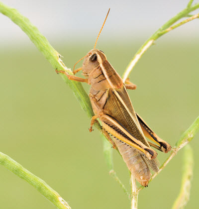 grasshopper eating plant