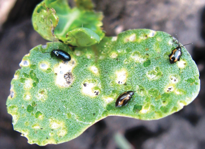 flea beetles eating canola plant