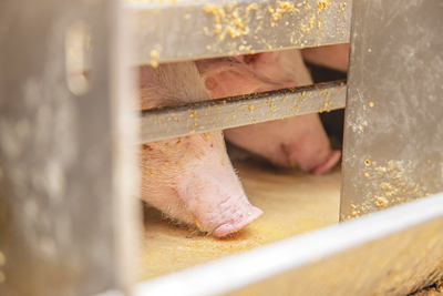close up of pigs feeding