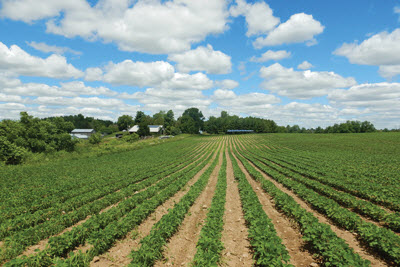 field with rows of seedlings