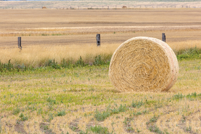 hay bale in a hay field
