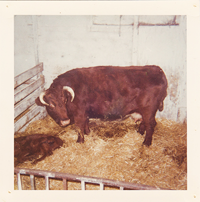 Old photo of Patrick's first cow
