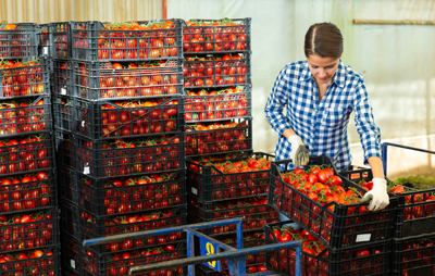 Worker moving crates of tomatoes