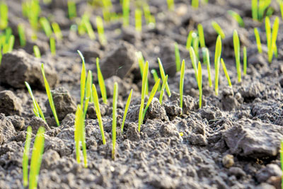 crop sprouting from soil