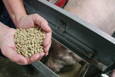 Hand holding pig feed