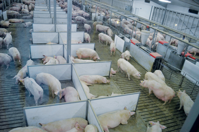 pigs in barn stalls