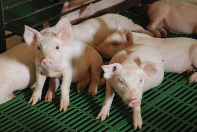 pigs on leon sheets farm