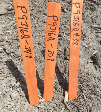 Wood Plant Labels in Field