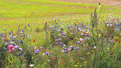 wild flowers growing adjacent to farm field