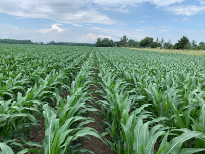 Corn Field Starting to Grow