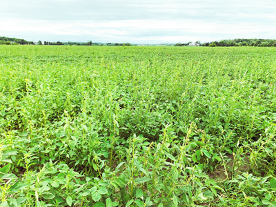 Early Soybean Field