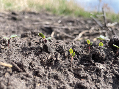 Close up of Seedlings in dirt