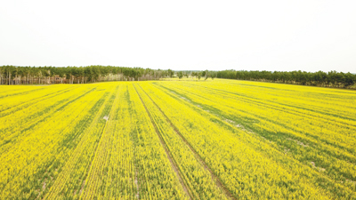 Unevenness in Field from Crop Residue
