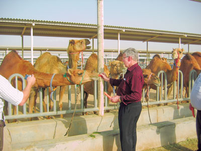 Ray giving a treat to a camel.