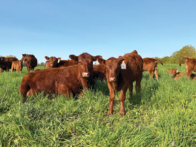 Calf Standing in Field