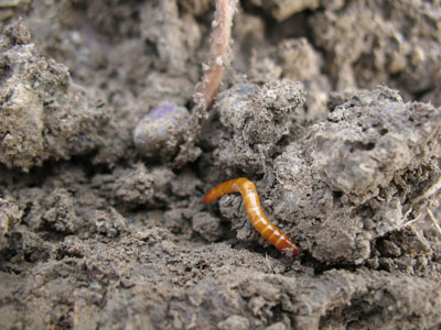 Wireworm in field.