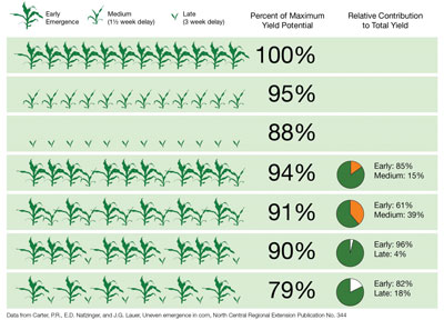 Yield Potential of Delayed and Uneven Corn Stands.