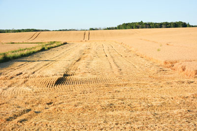 field with corn stock residue
