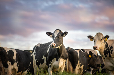 dairy cattle in a field looking at camera