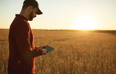 wheat farmer on tablet in field