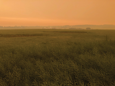 field with wildfire smoke