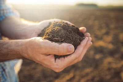 Soil in Hands