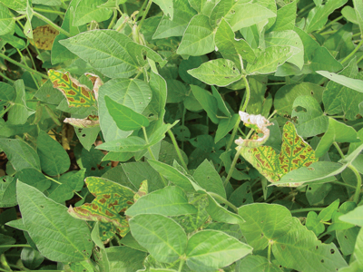 Close up to soybean plant with sudden death syndrome