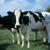 dairy_cows.jpg