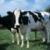 dairy_cows_0.jpg