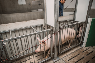pig inside BioQStation