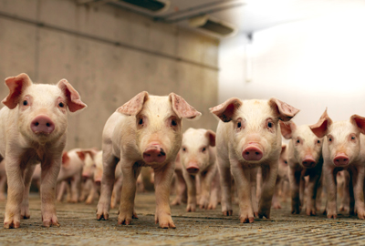 the quest to pork up swine resiliency