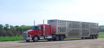 Transport truck carrying hogs