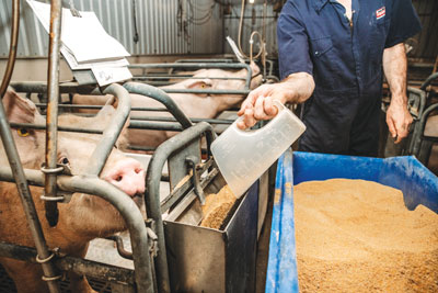 farmer pouring feed for pig
