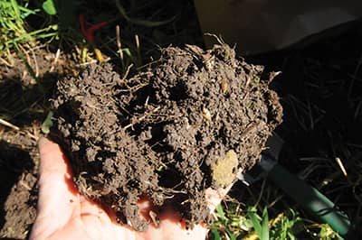 hand holding soil with roots in it