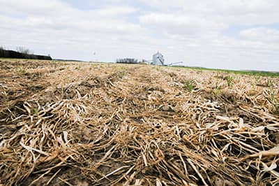 dead oat crops in field 