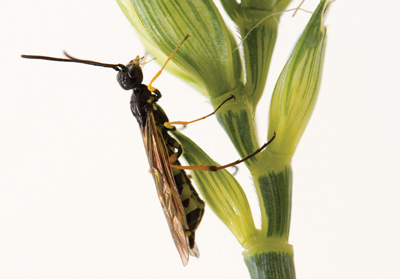 Wheat stem sawfly on a plant