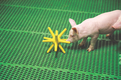 piglet playing with yellow spikey toy