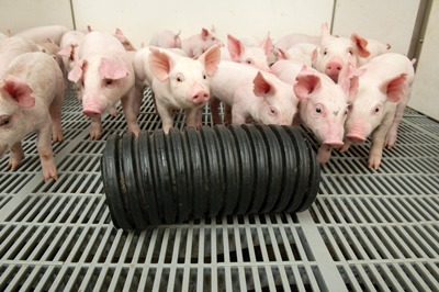 piglets playing with black tubing