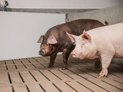 Pigs standing in barn