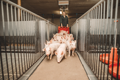 Pigs being guided into pen