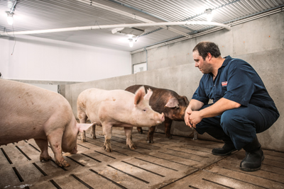 Staff member monitoring pig behaviour