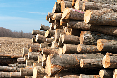 logs piled on tree farm