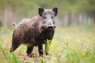 Wild Boar standing in grass looking at camera