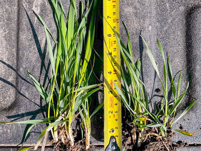 winter wheat being measured by measuring tape