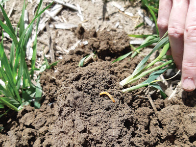 wireworm on top of soil