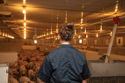 Female farmer with her back to the camera looking at a barn full of piglets