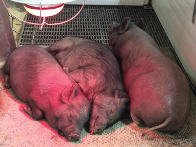 Yucatan pig clones